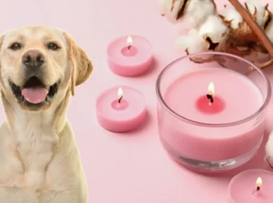 are candles bad for dogs