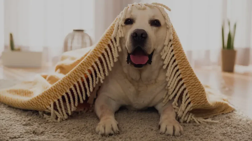 can you use perfume on a dog
