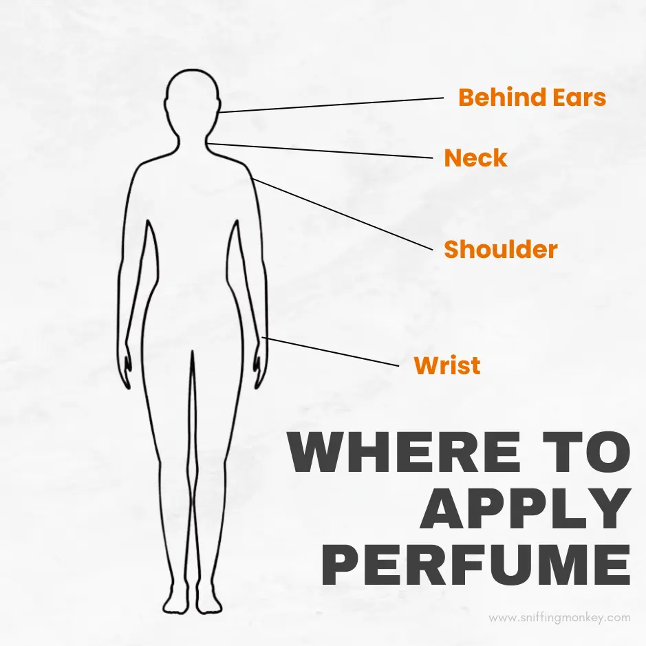 Illustration showing key areas to apply perfume, including pulse points like the wrists, neck, behind the ears, and inner elbows, to enhance fragrance longevity and projection.
